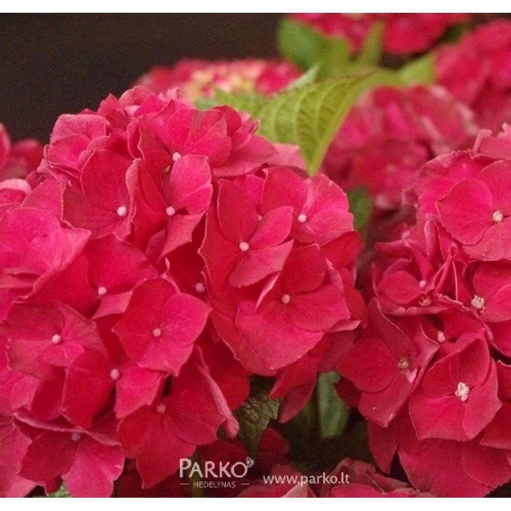 Didžialapė hortenzija 'Red Baron'