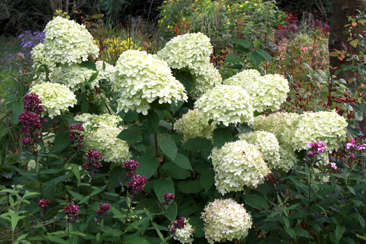 Šluotelinė hortenzija 'Limelight'