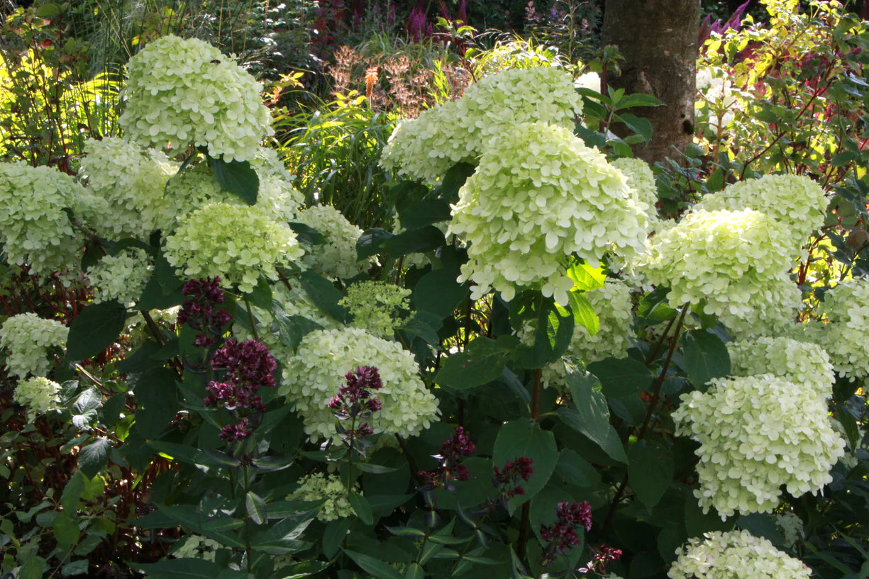 Šluotelinė hortenzija 'Limelight'