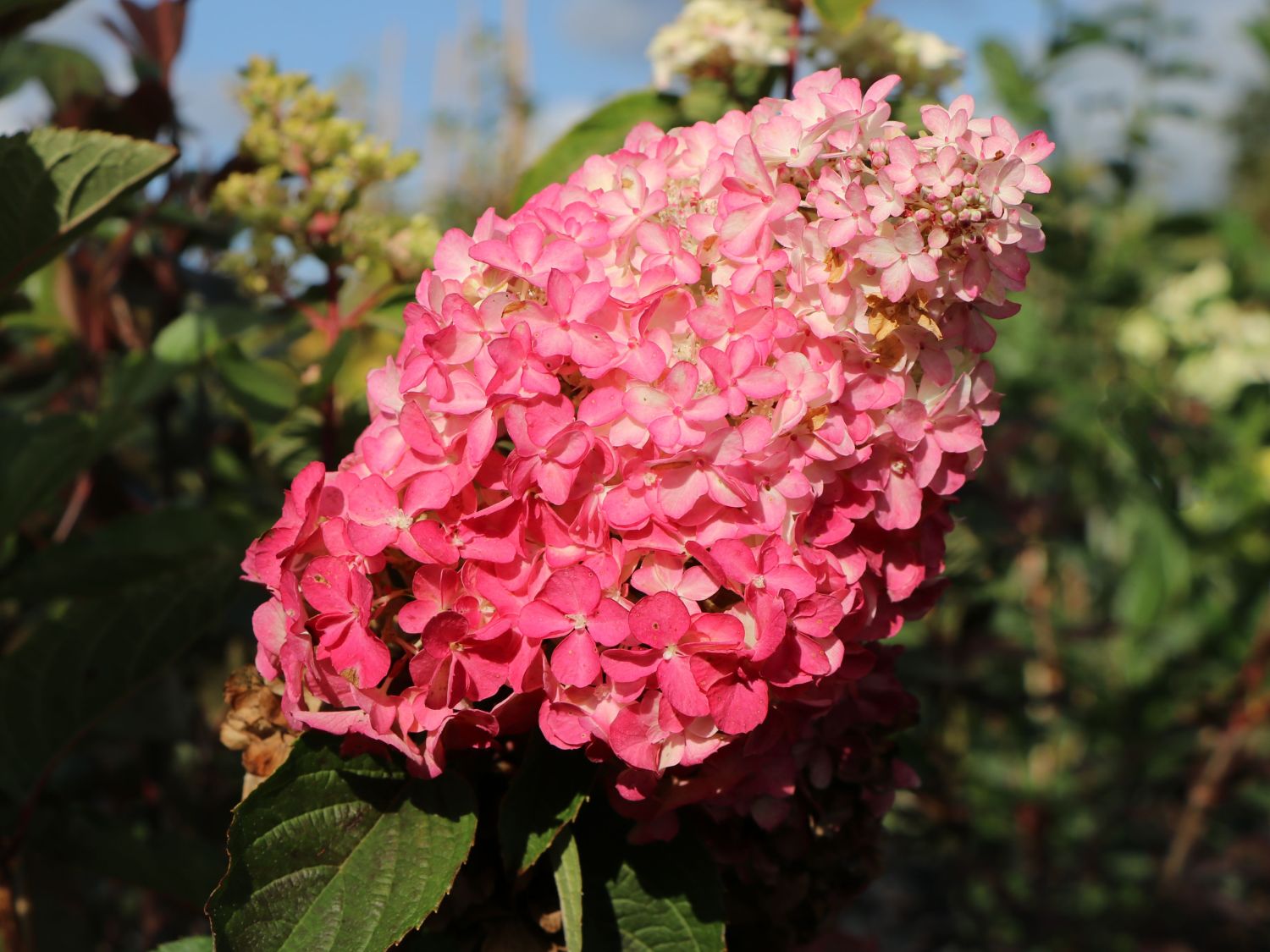 Šluotelinė hortenzija 'Sundae Fraise'