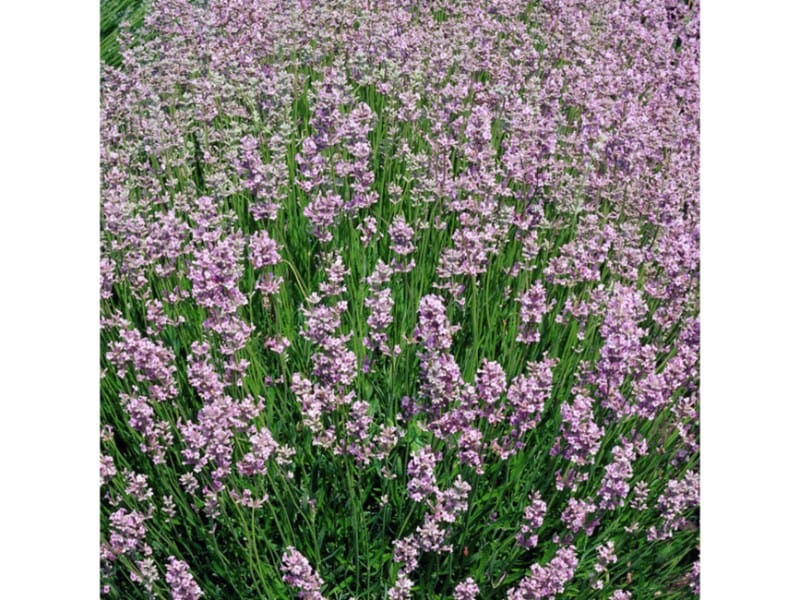 Tikroji levanda 'Rosea'