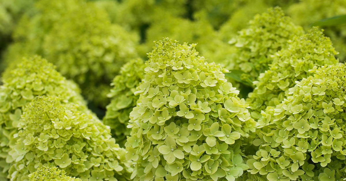 Šluotelinė hortenzija 'Limelight'