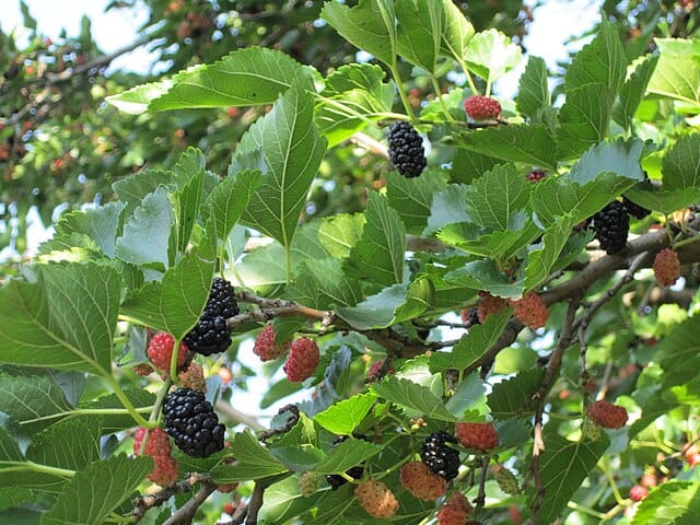 Juodasis šilkmedis (Morus nigra) - Image 6