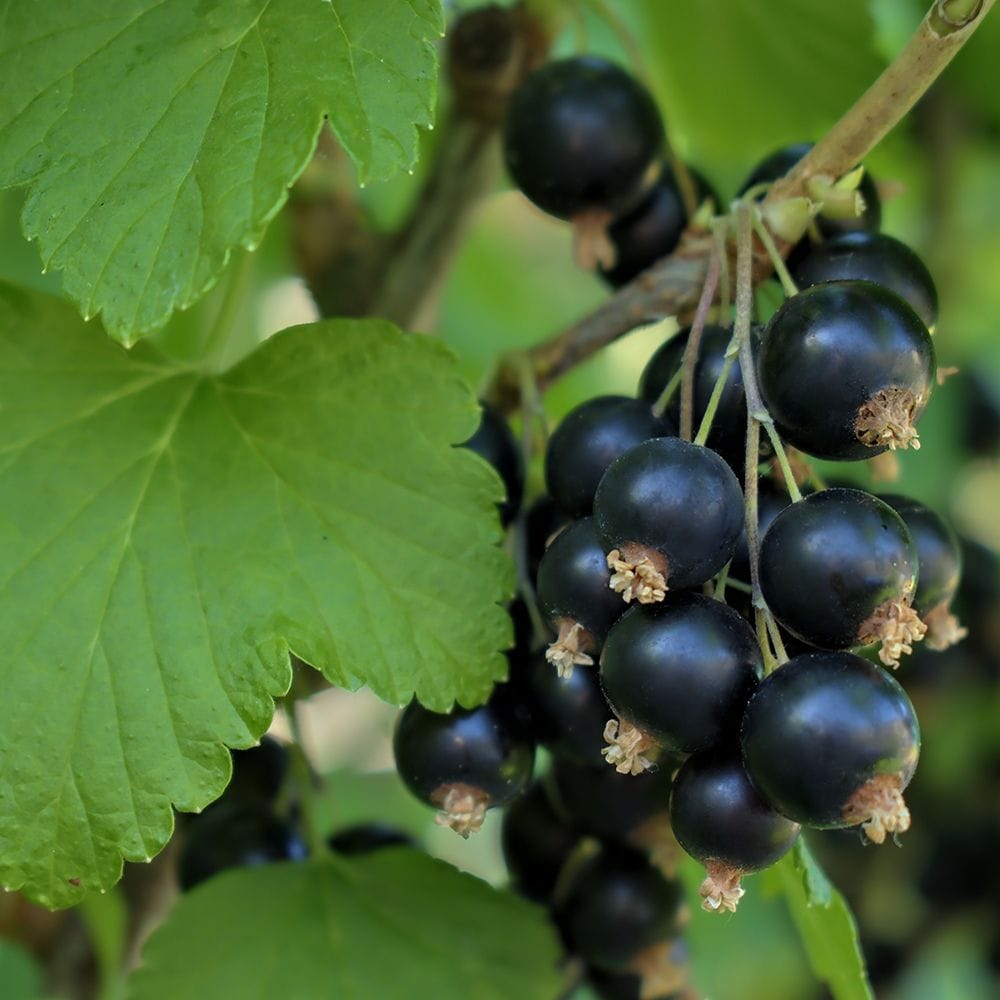 Juodasis serbentas (Ribes nigrum) - Image 5