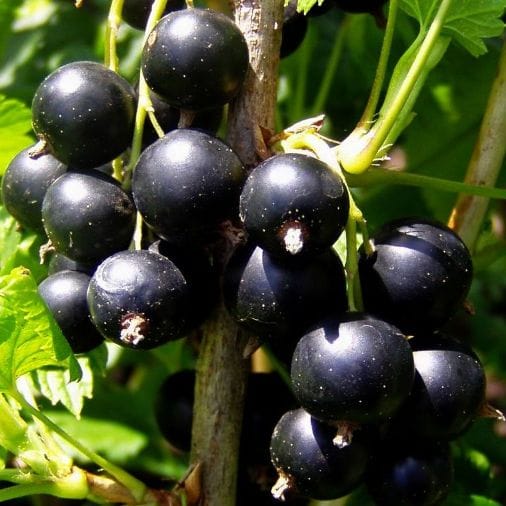 Juodasis serbentas (Ribes nigrum) - Image 4