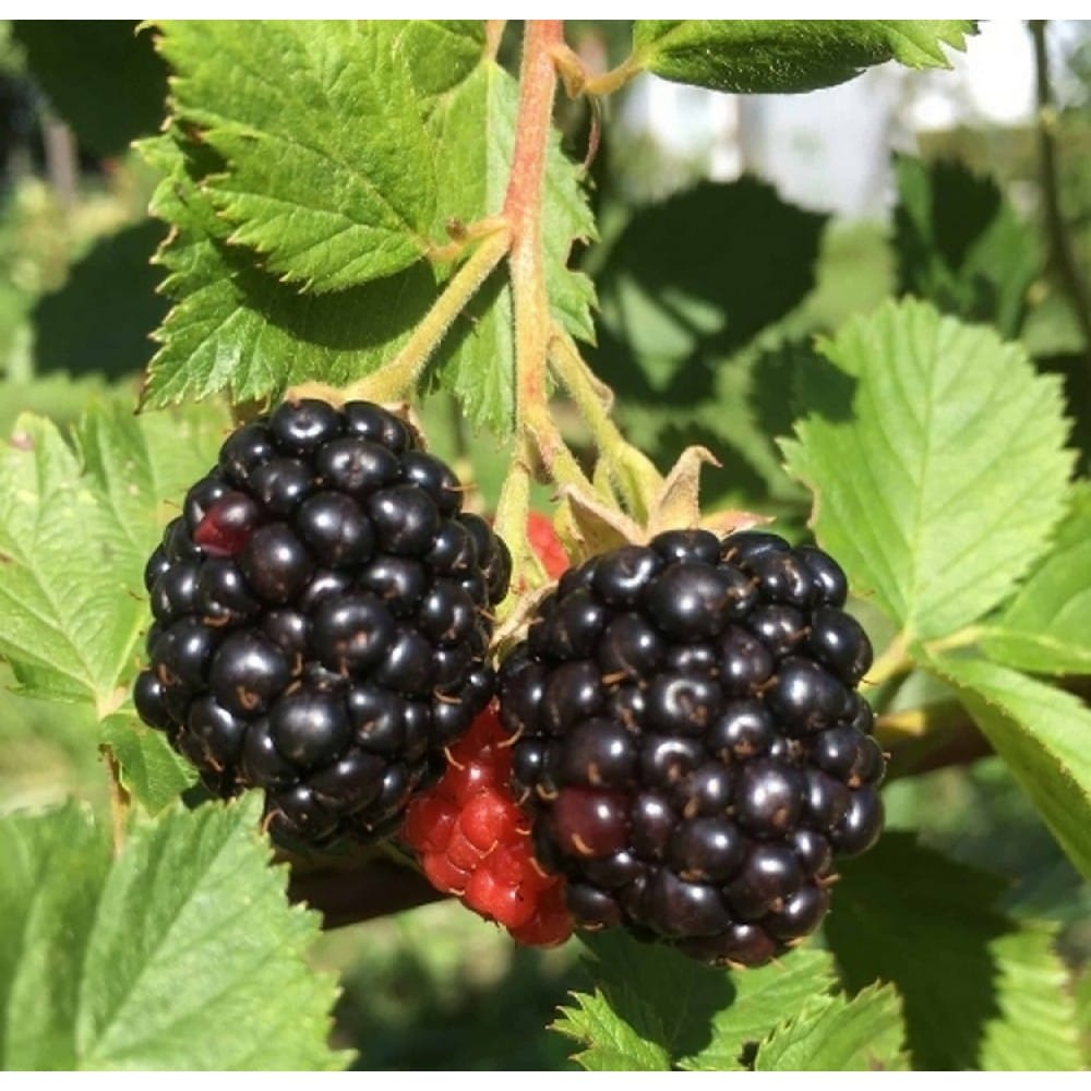 Bespyglė gervuogė 'Thornfree' (Rubus fruticosus)
