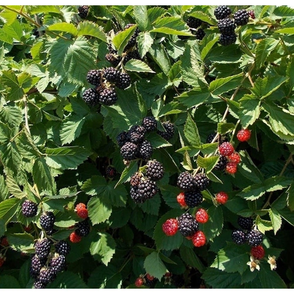Bespyglė gervuogė 'Thornfree' (Rubus fruticosus)