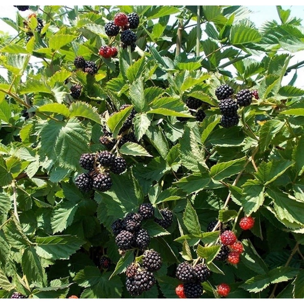 Bespyglė gervuogė 'Thornfree' (Rubus fruticosus)