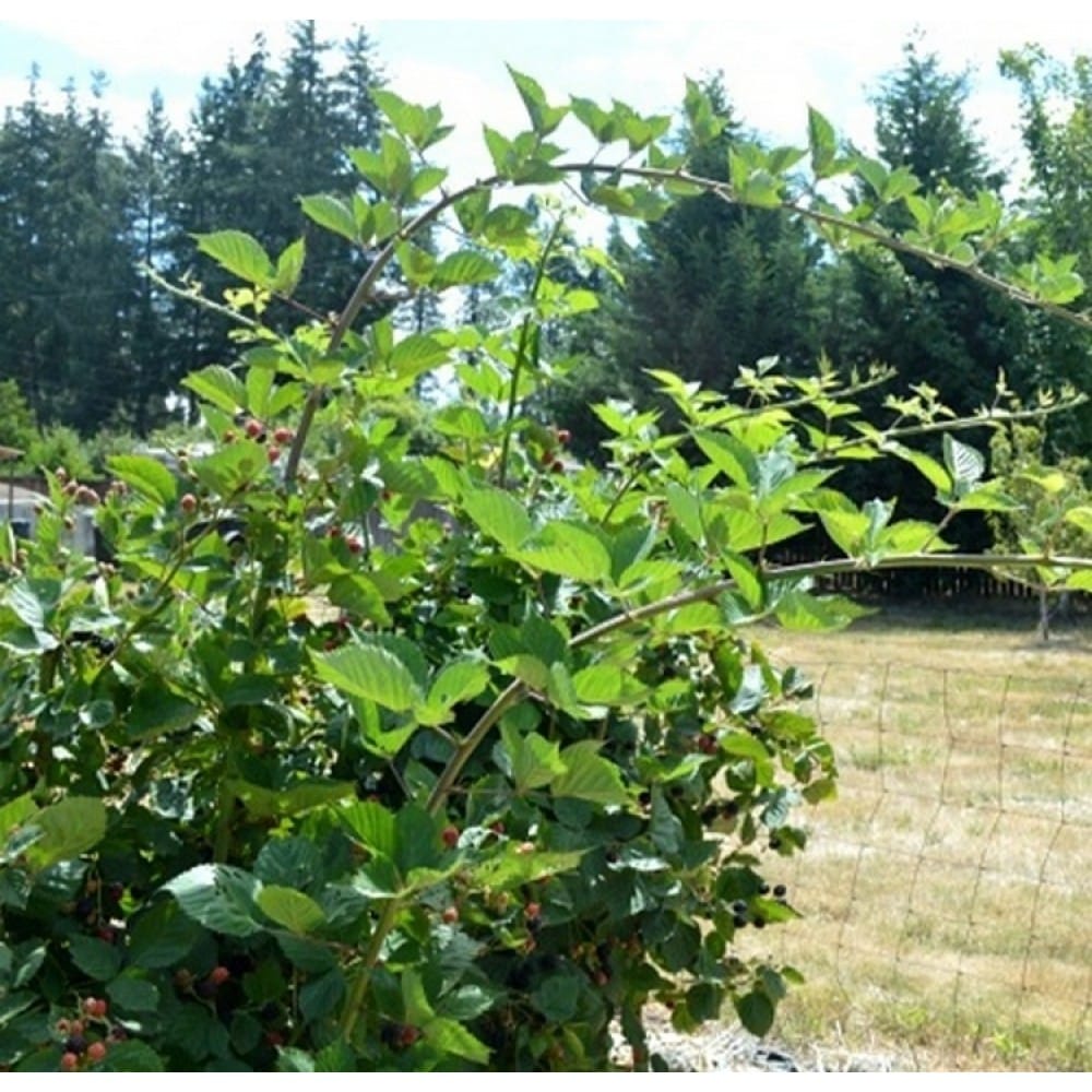 Bespyglė gervuogė 'Thornfree' (Rubus fruticosus)