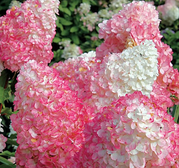 Šluotelinė hortenzija (Hydrangea paniculata) 'Vanille Fraise'