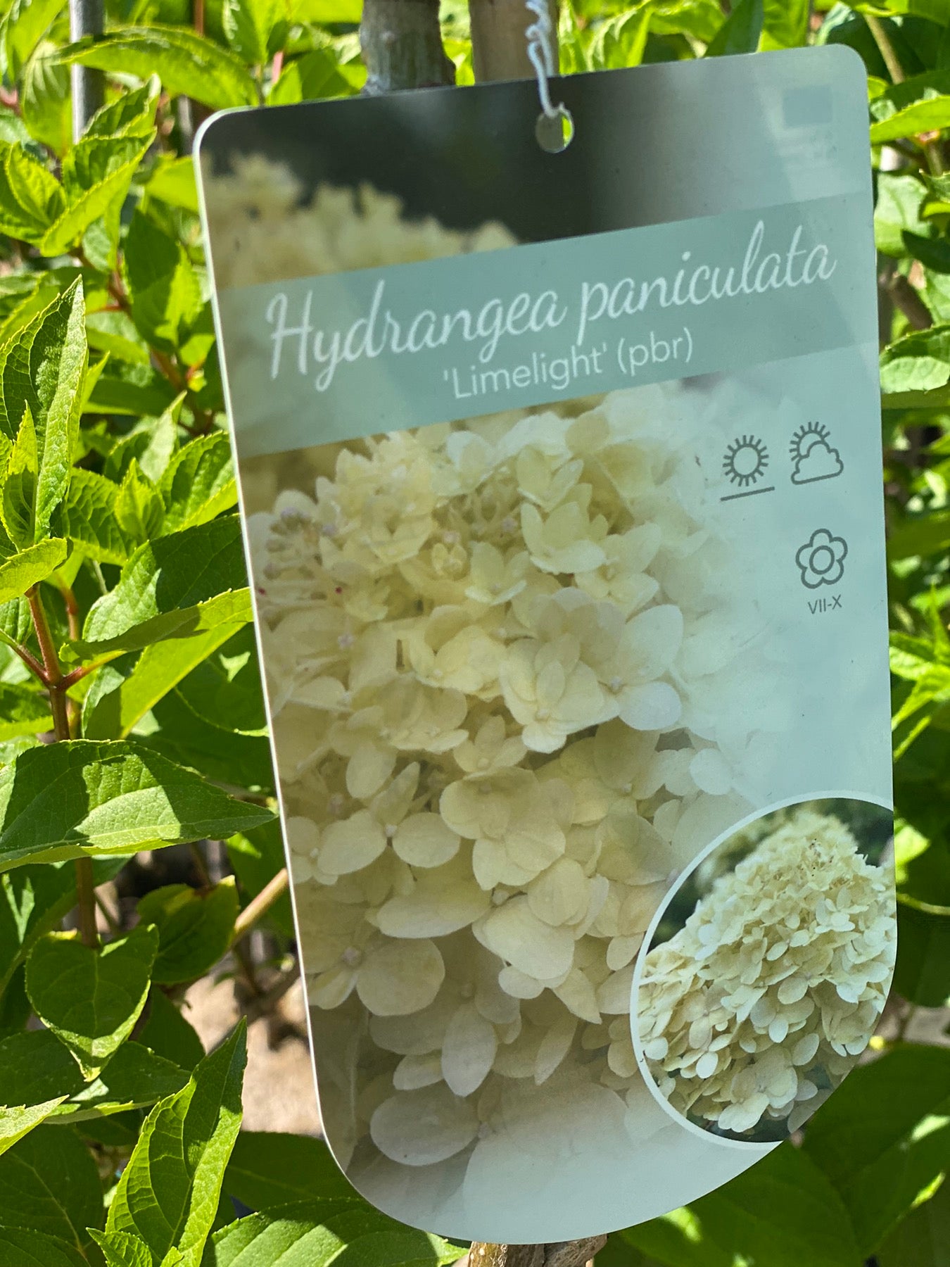 Šluotelinė hortenzija 'Limelight'