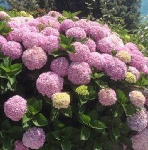 Šviesioji hortenzija (Hydrangea arborescens) 'Candybelle Bubblegum'