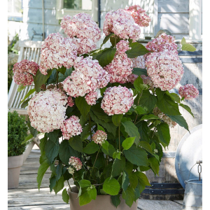 Šviesioji hortenzija (Hydrangea arborescens) 'Candybelle Bubblegum'