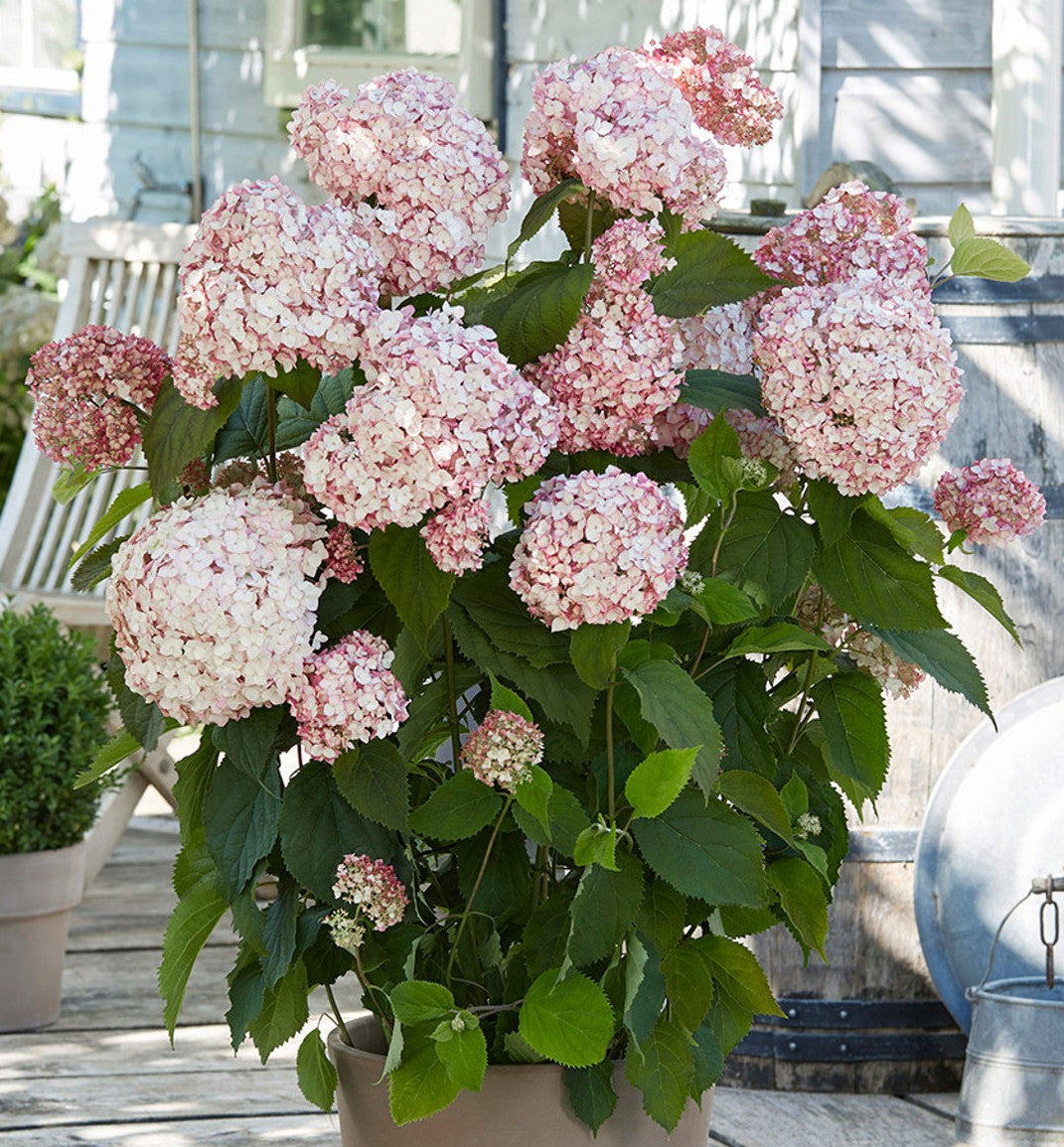 Šviesioji hortenzija (Hydrangea arborescens) 'Candybelle Bubblegum'