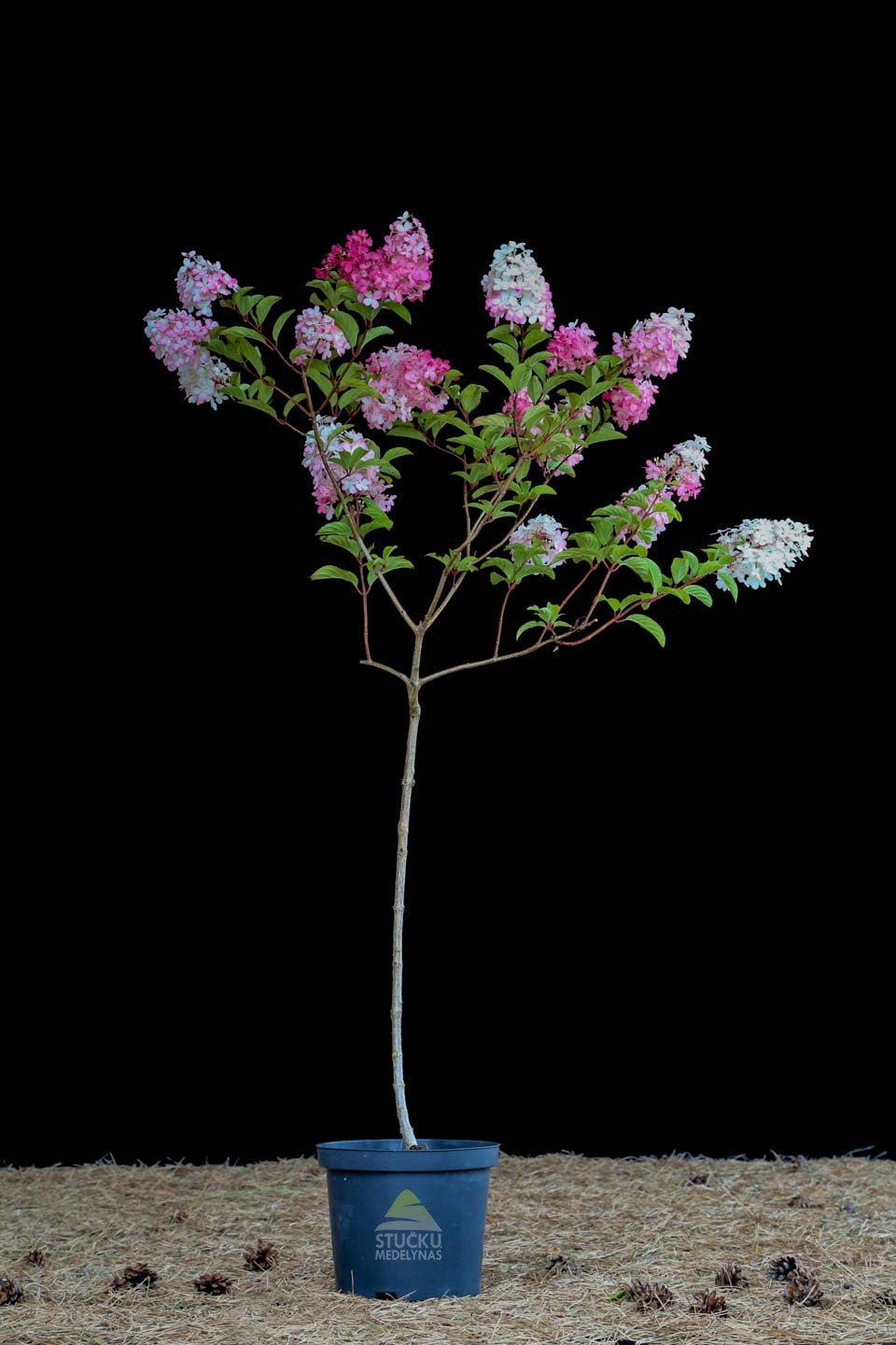 Šluotelinė hortenzija (Hydrangea paniculata) 'Vanille Fraise'