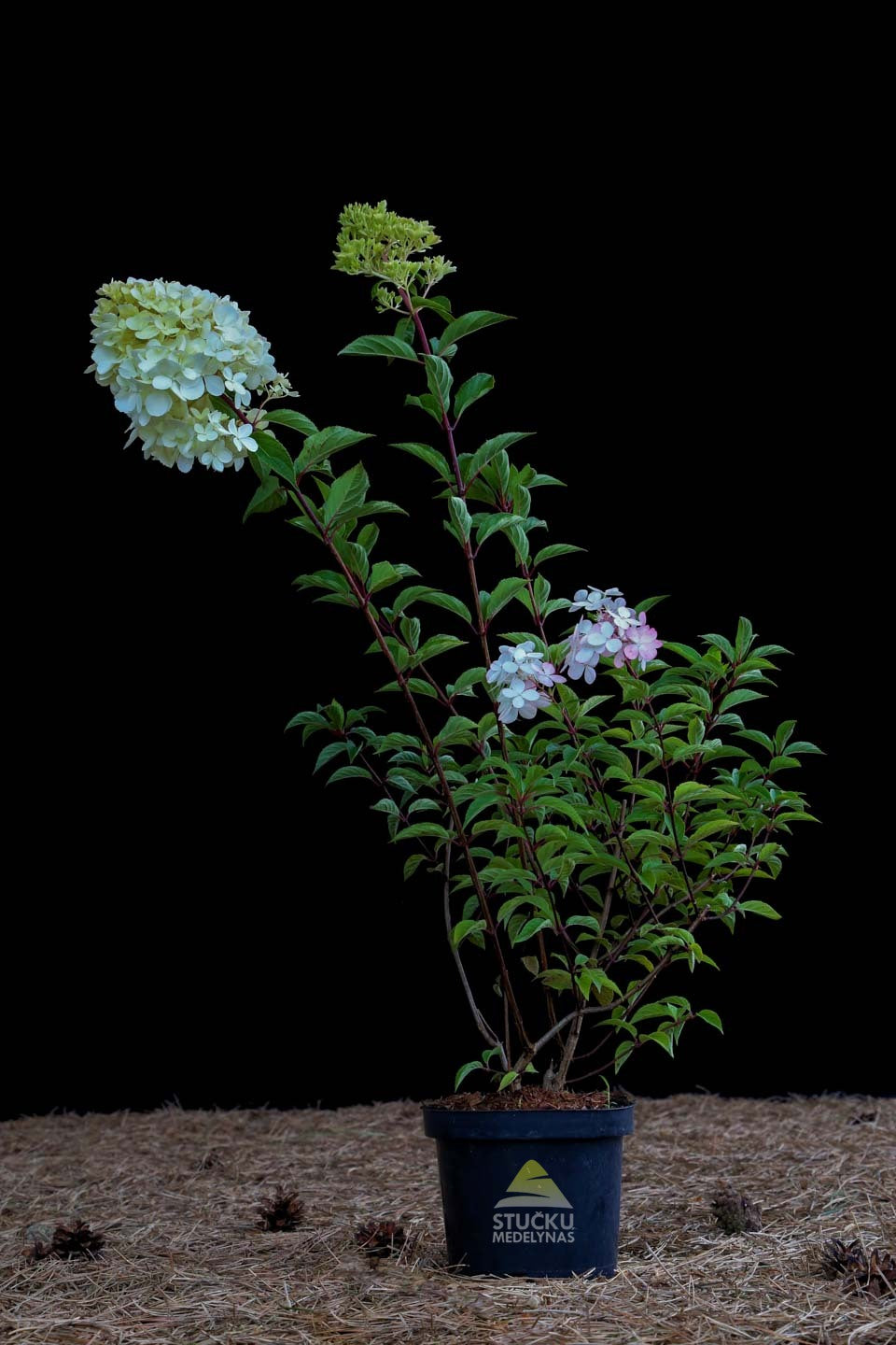 Šluotelinė hortenzija (Hydrangea paniculata) 'Vanille Fraise'