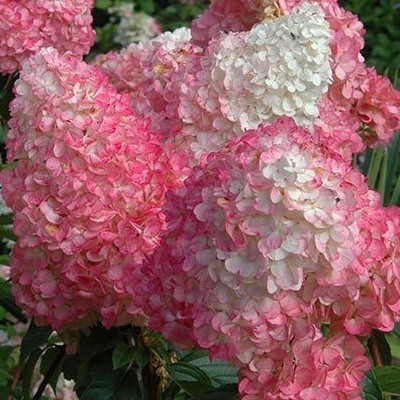 Šluotelinė hortenzija (Hydrangea paniculata) 'Vanille Fraise'