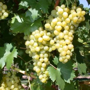 Vynmedis (Vitis) 'Seyval'