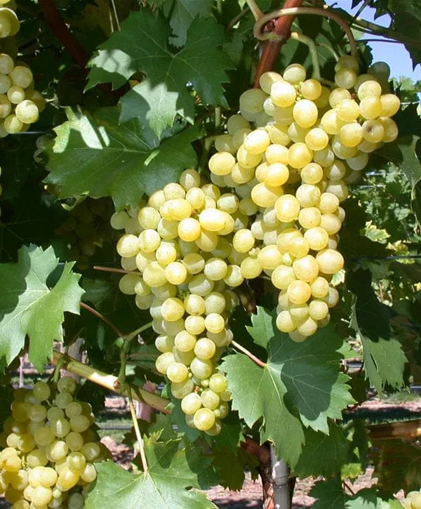 Vynmedis (Vitis) 'Seyval'