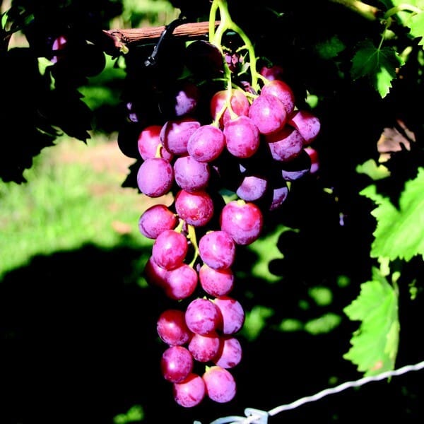 Vynuogė 'Chrupka Różowa'