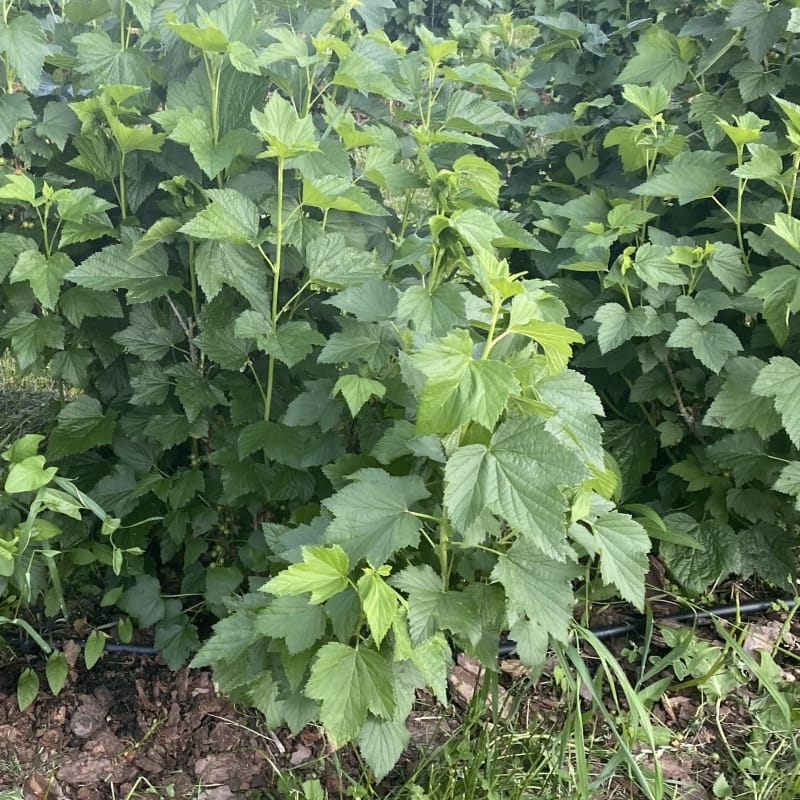 Juodasis serbentas (Ribes nigrum) - Image 6