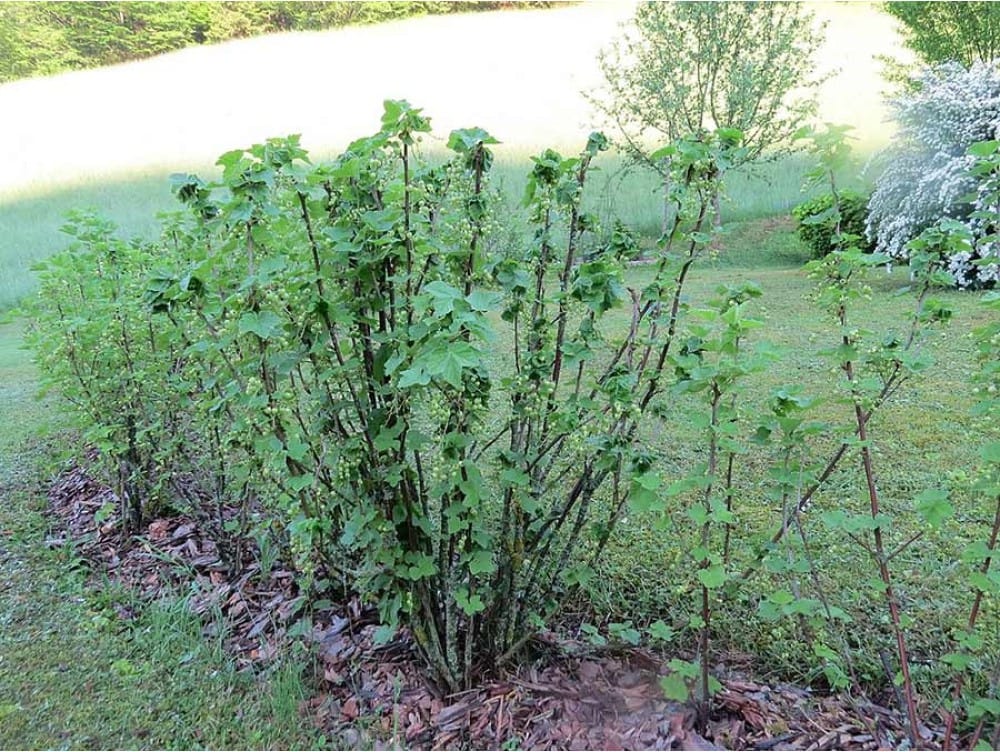 Raudonieji serbentai (Ribes rubrum)