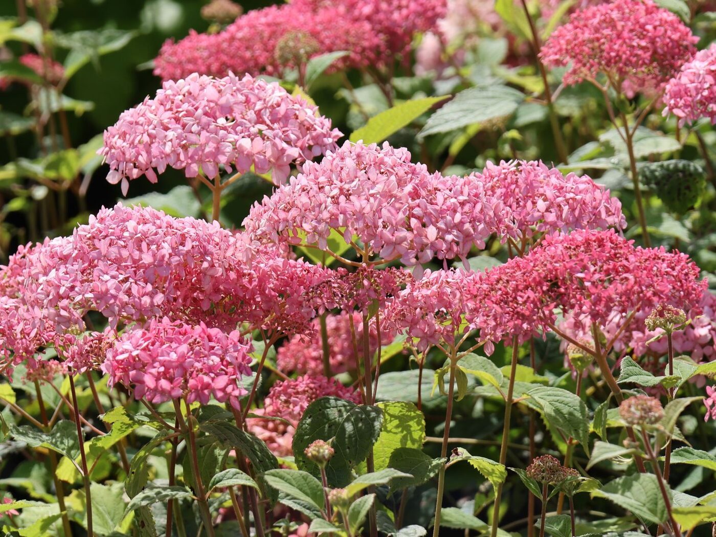 Šviesioji hortenzija (Hydrangea arborescens) 'Candybelle Sorbet'