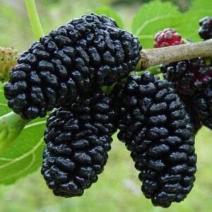 Juodasis šilkmedis (Morus nigra)