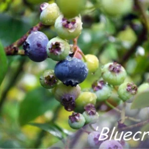 Paprastoji šilauogė (Vaccinium corymbosum) - Įvairios veislės