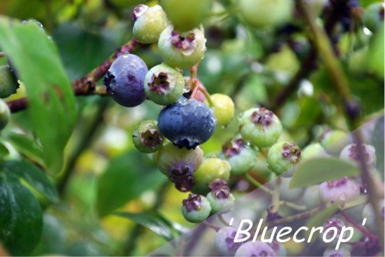 Paprastoji šilauogė (Vaccinium corymbosum) - Įvairios veislės
