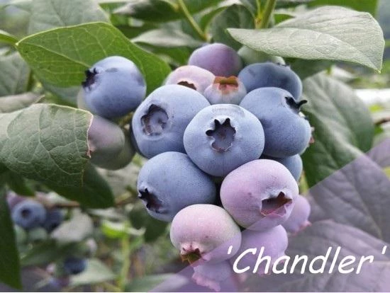 Paprastoji šilauogė (Vaccinium corymbosum) - Įvairios veislės