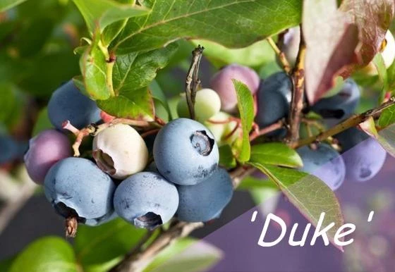 Paprastoji šilauogė (Vaccinium corymbosum) - Įvairios veislės