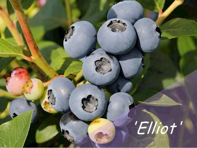 Paprastoji šilauogė (Vaccinium corymbosum) - Įvairios veislės