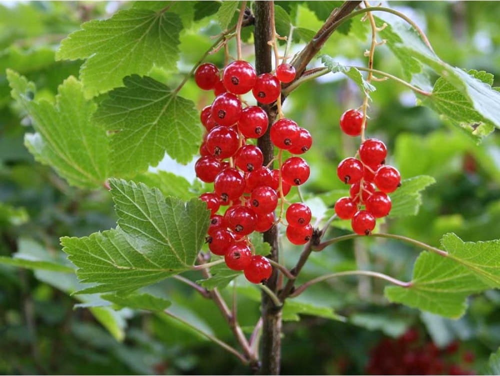 Raudonieji serbentai (Ribes rubrum)
