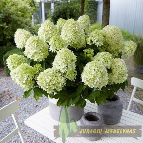 Šluotelinė hortenzija (Hydrangea paniculata) 'Little Spooky'