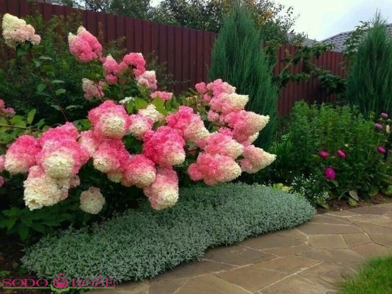 Šluotelinė hortenzija 'Fraise Melba'