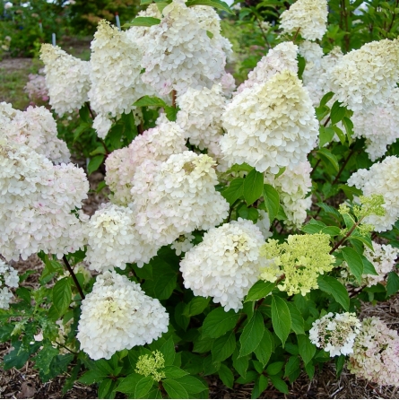 Šluotelinė hortenzija 'Diamantino'