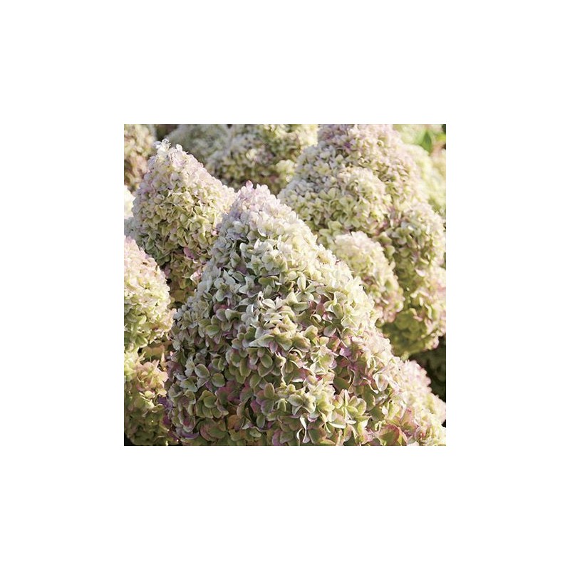 Šluotelinė hortenzija 'Diamantino'