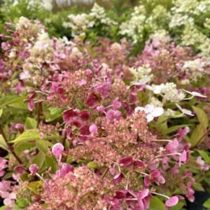 Šluotelinė hortenzija (Hydrangea paniculata) 'Early Sensation'