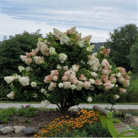 Šluotelinė hortenzija 'Grandiflora'