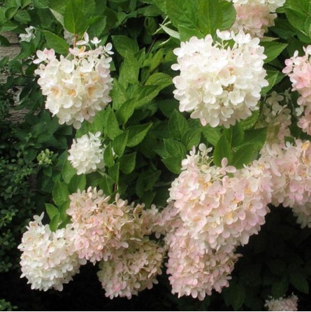 Šluotelinė hortenzija 'Grandiflora'