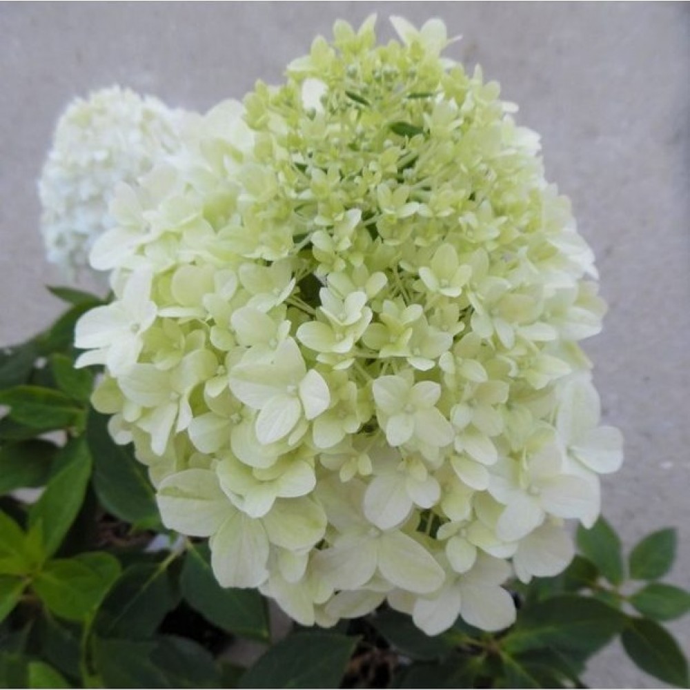 Šluotelinė hortenzija (Hydrangea paniculata) 'Little Spooky'