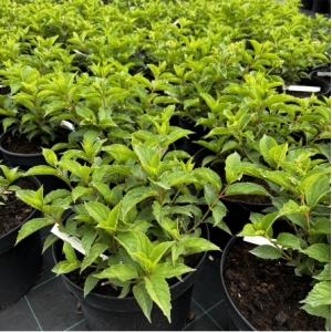 Šluotelinė hortenzija 'Pink Lady'