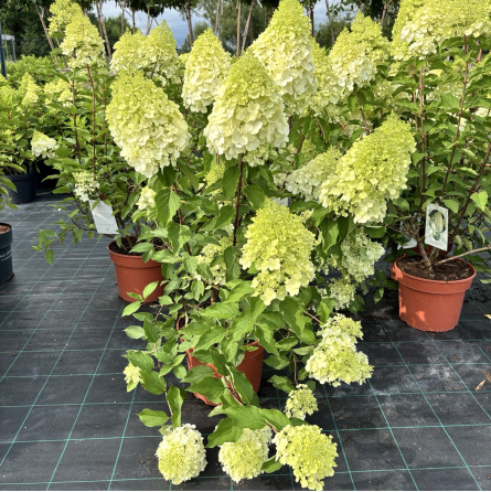 Šluotelinė hortenzija 'Polar Bear'