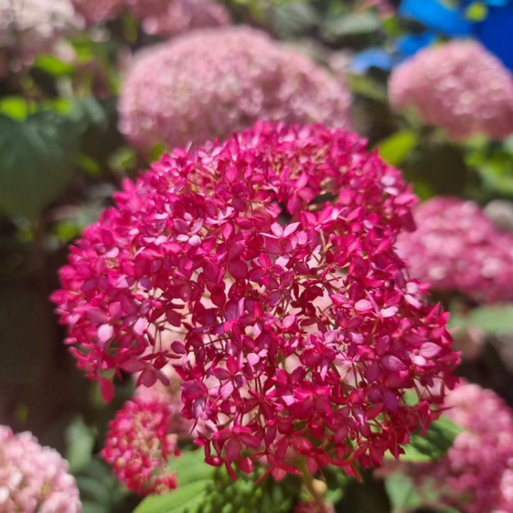Šviesioji hortenzija (Hydrangea arborescens) 'Candybelle Sorbet'