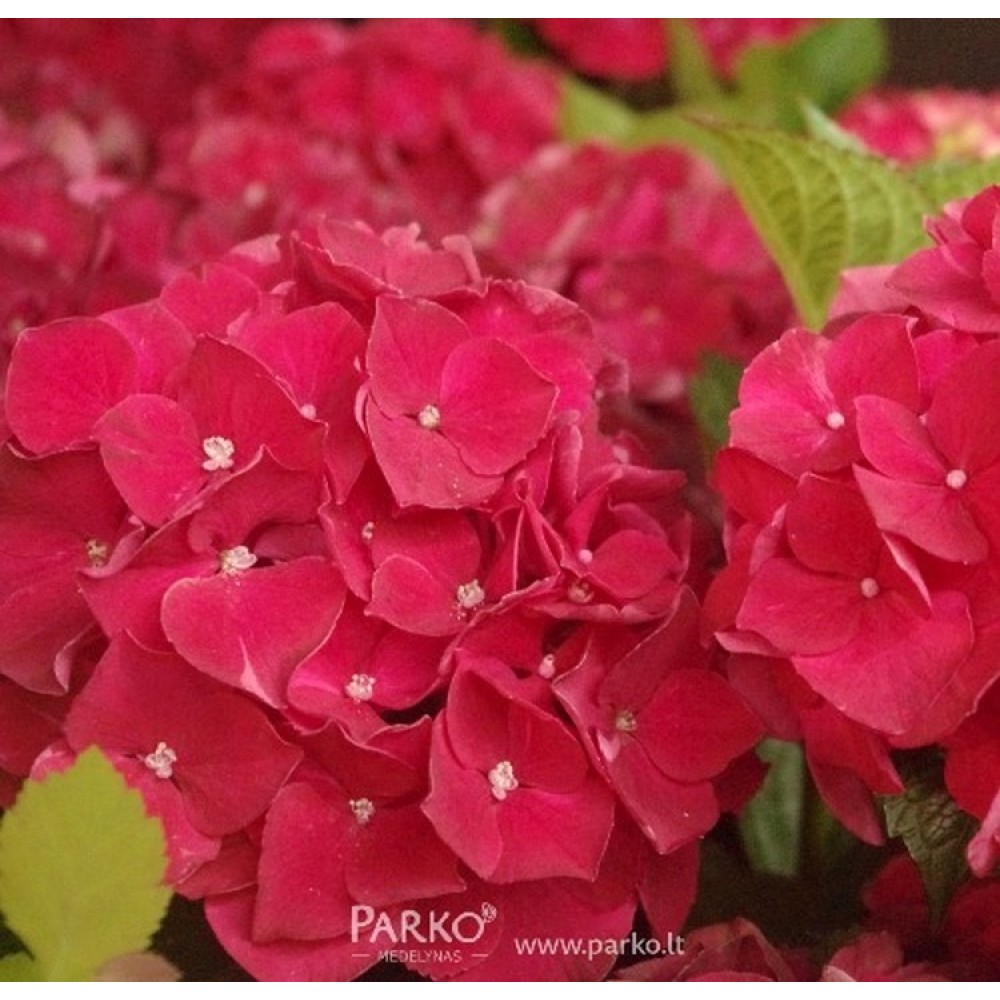 Didžialapė hortenzija 'Red Baron'