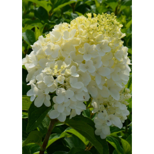 Šluotelinė hortenzija (Hydrangea paniculata) 'Silver Dollar'