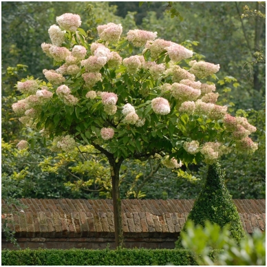 Šluotelinė hortenzija 'Grandiflora'