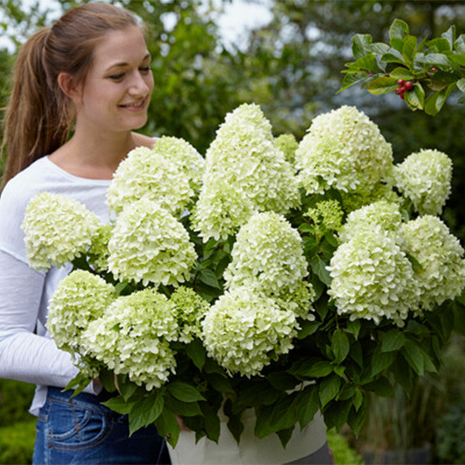 Šluotelinė hortenzija (Hydrangea paniculata) 'Little Spooky'