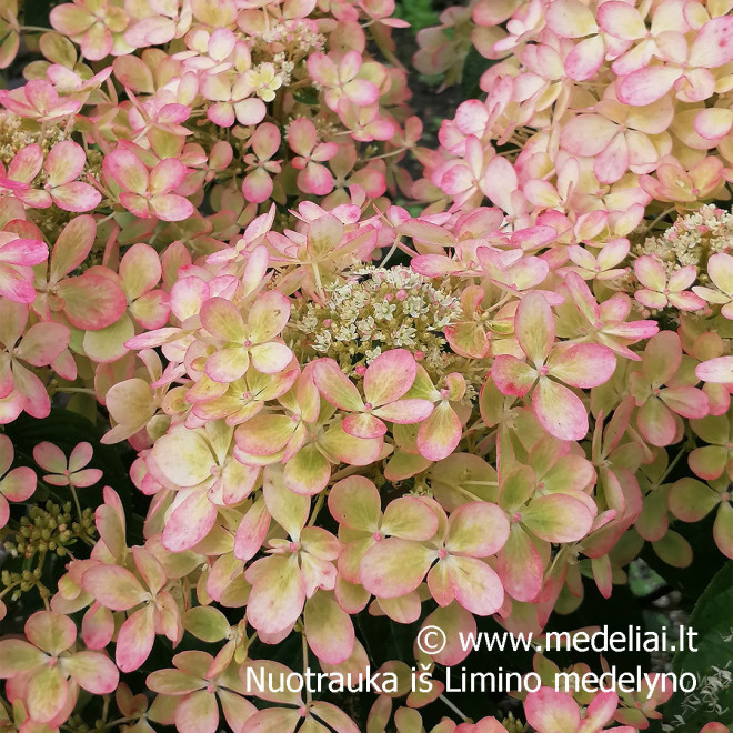Šluotelinė hortenzija (Hydrangea paniculata) 'Pastelgreen'